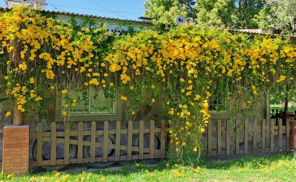 Quinta – Arana