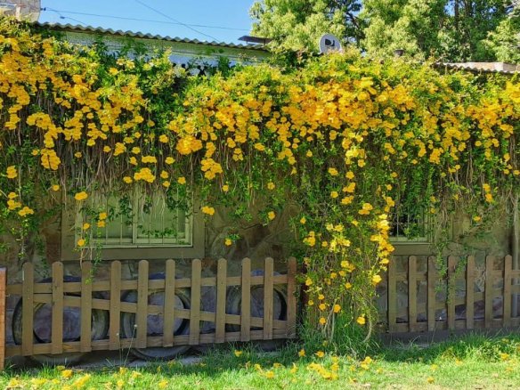 Quinta – Arana
