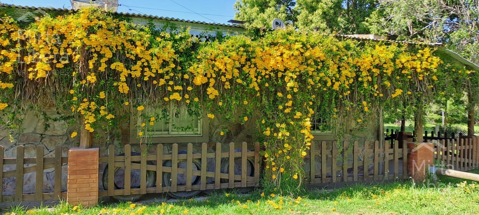 Quinta – Arana